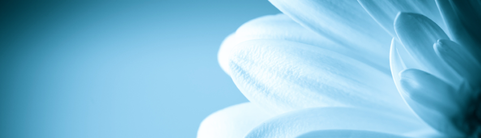 Winter_gerbera